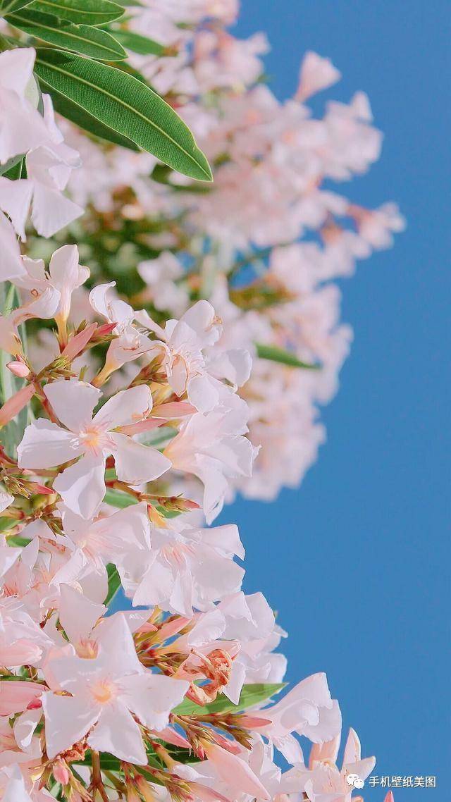 抖音超火的壁纸,好看的手机壁纸