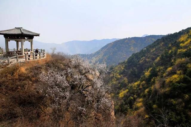 济南南部山区跑马岭:林已盛,花已开,乐撒百花丛!