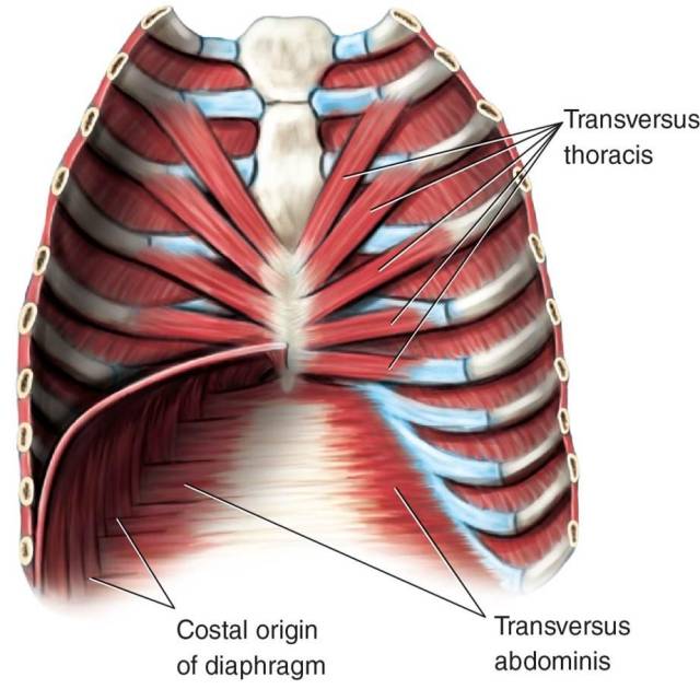 功能:受肋间神经支配,收缩时拉肋骨向下,呼气 层次