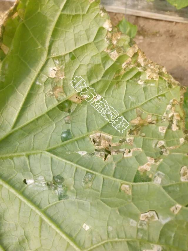 细菌性缘枯病症状:前期水浸状,多从叶片边缘侵染,黄褐色,病斑大.