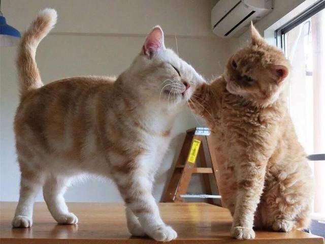 同时养两只橘猫的后果,就是天天被猫咪秀恩爱!