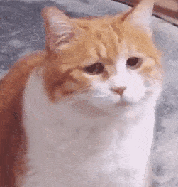 别看这只是一直橘猫,它的来头可不小,它是《惊奇队长》中的 