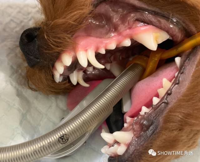 图中6个月大泰迪犬上颌滞留的乳犬齿使上颌的恒犬齿无法生长到正常
