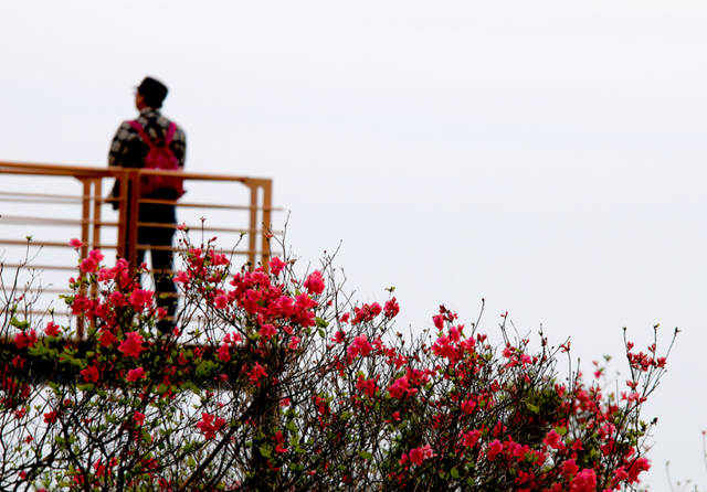 余杭百丈平天堂,岭上开遍映山红!