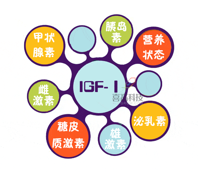 IGF 搜狐网
