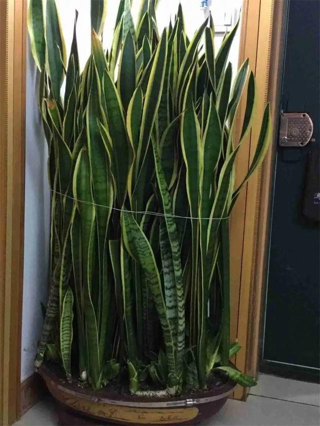 虎皮兰土里埋点它,窜出一圈新芽,蹭蹭长成大高个!