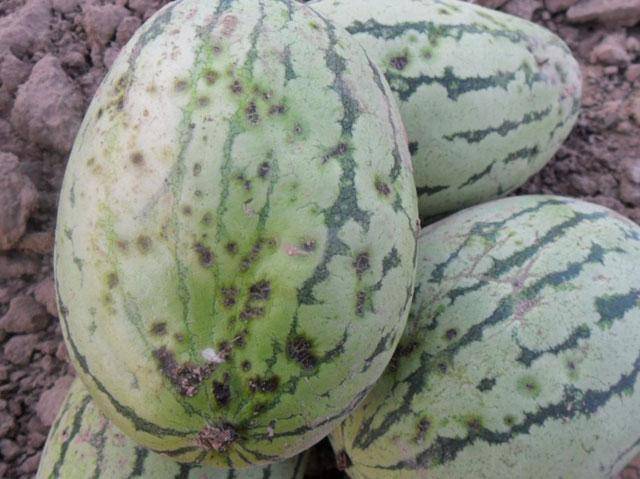 西瓜种植,西瓜炭疽病发病因素有哪些?种植户该如何进行防治呢?