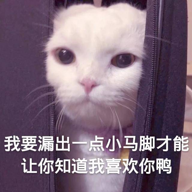 撒娇专用的猫咪表情包|给你个机会偷亲我