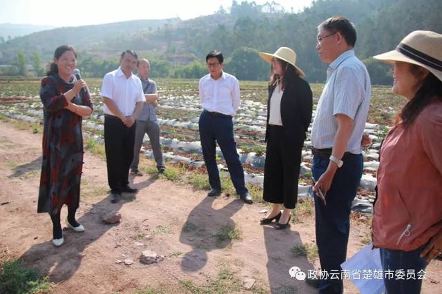 州政协副主席苏铸红对楚雄市生物医药大健康产业发展提出七要求