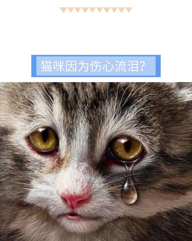 难道猫主子也会因为伤心而流泪吗?