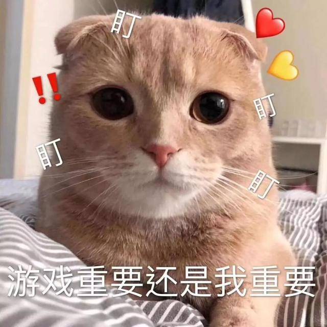 撒娇专用的猫咪表情包|给你个机会偷亲我