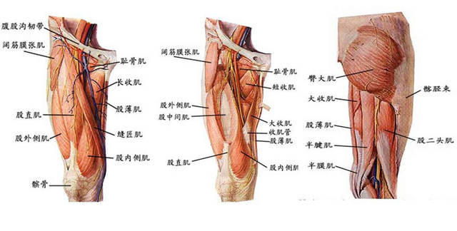 在大腿外侧主要是股外侧肌,股直肌和阔筋膜张肌,重要的股动脉,股神经