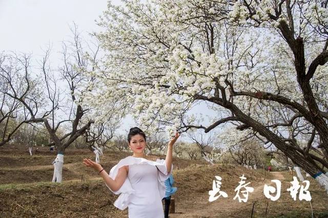 人气最旺的还要数 那洁白如雪的梨花 本届梨花节由长春莲花山生态旅游