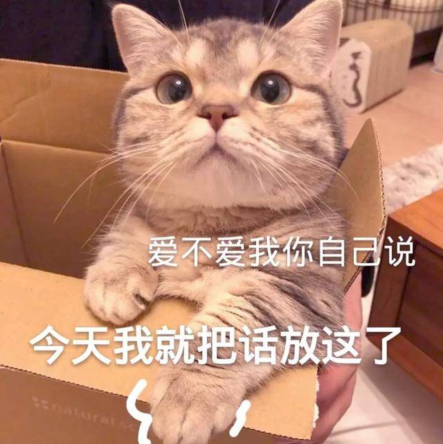 撒娇专用的猫咪表情包|给你个机会偷亲我