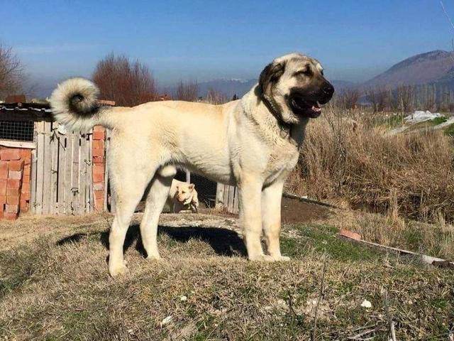 坎高犬虽然是土耳其培养出来的烈性犬,但是它对人和儿童非常友好,对