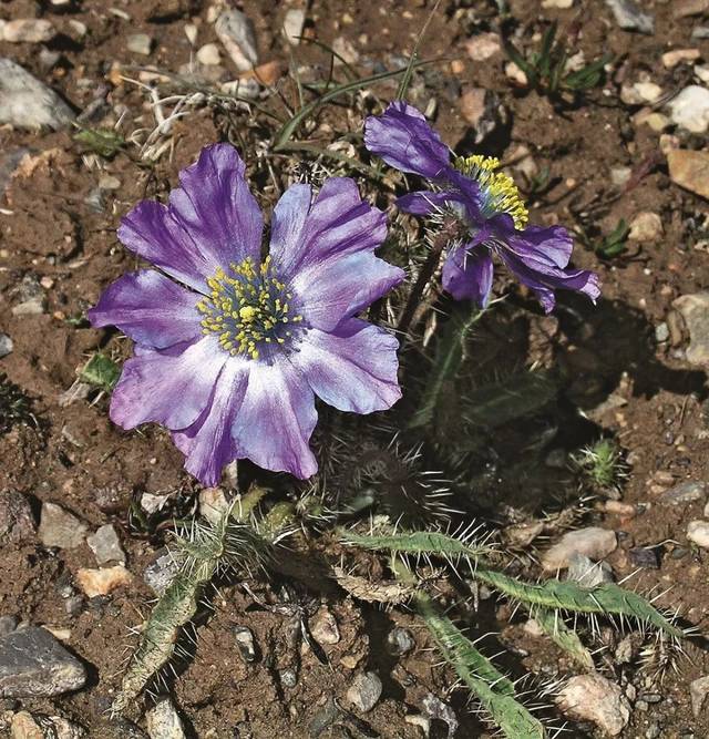 多刺绿绒蒿 meconopsis horridula   五脉绿绒蒿 meconopsis