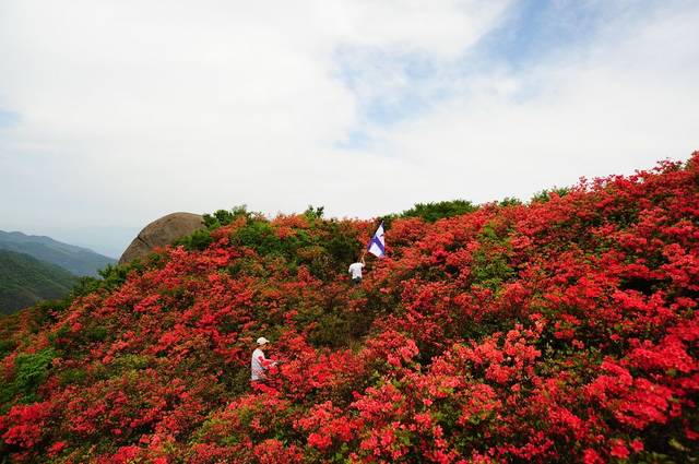 湖南杜鹃花海,那一山自然的红,中国最美杜鹃圣地!