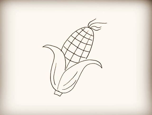简笔画-玉米