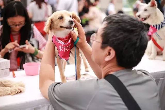 你就是我的全世界|宜春小动物协会第一届宠物领养日