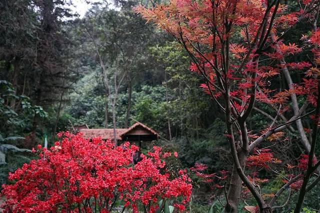 城·启丨共建高峰森林公园,棕榈股份助推广西森林旅游产业升级