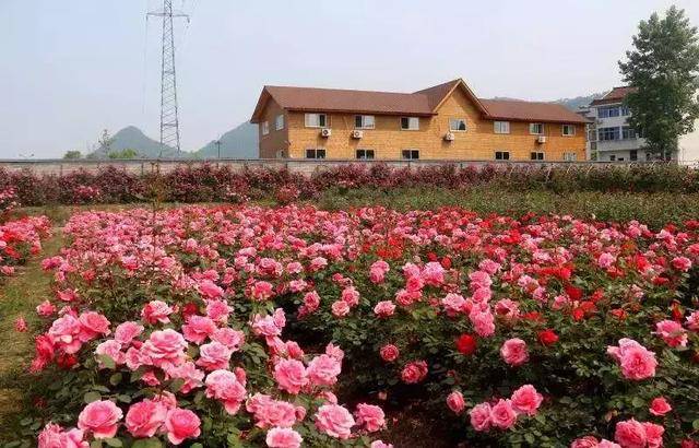 地点:杭州市桐庐县桐君街道麻蓬村茂秀玫瑰小镇 娇艳夺目红玫瑰,肆意