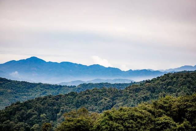 百花岭位于云南高黎贡山深处,这里拥有热带,亚热带等地理气候特征,是