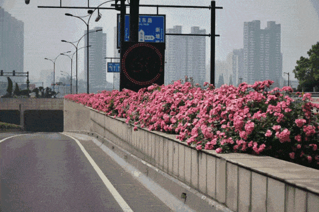 一朵朵花瓣连成一条条花廊