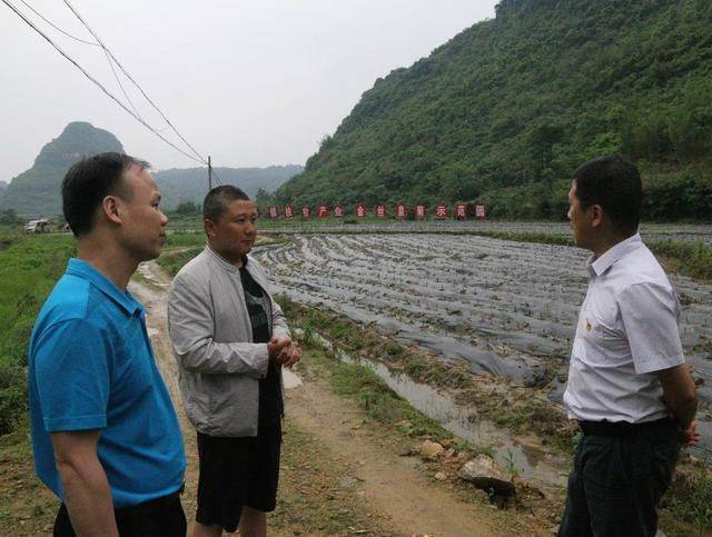 4月28日,在泗顶镇振彩村,县长陈文敏(右)在调研金丝皇菊产业.