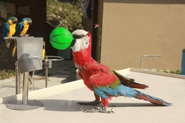 白眉,鹦鹉,相思鸟黄金翅,梧桐,蜡嘴等数百种鸟类,零距离观赏互动想想