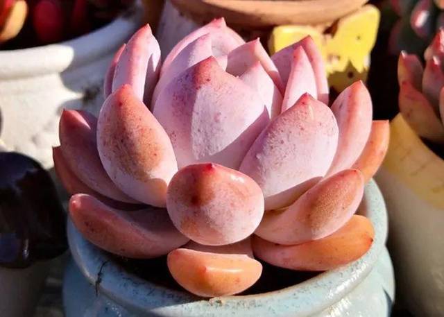 芙蓉雪莲
