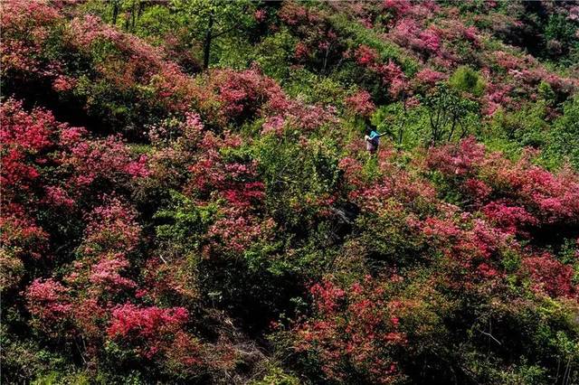 黄狮寨 千亩野生映山红,花开数百年