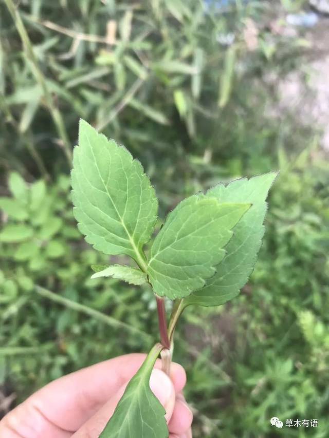 吃野菜系列之白花败酱