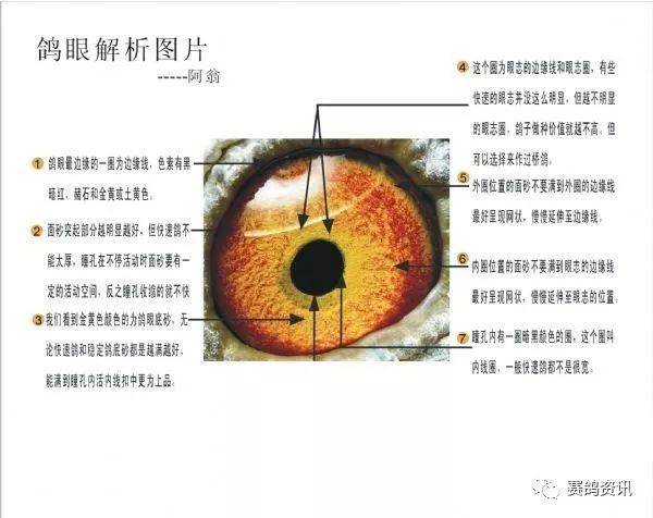 图一:快速鸽眼的特征下面首先讲快速鸽子眼睛的性状:但话要说回来