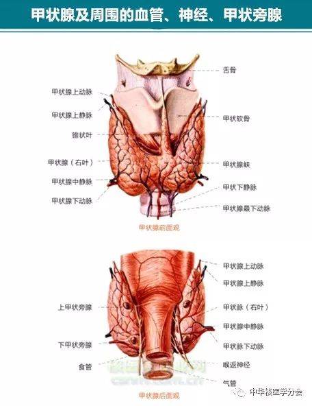 甲状腺癌碘-131治疗前需要 "全甲状腺切除"?