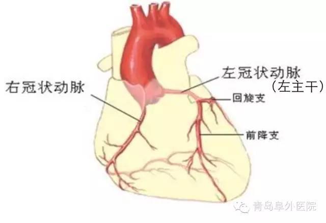 其中左冠状动脉经较短的左主干后分出前降支和回旋支