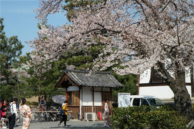 原创日本:京都,宁宁之道,古朴街巷与粉嫩的樱花