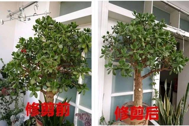 3,如果想要玉树长得更高,像是棒棒糖或是小树造型,那