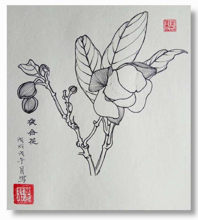 钢笔花卉白描达人叶志军先生的钢笔画分享