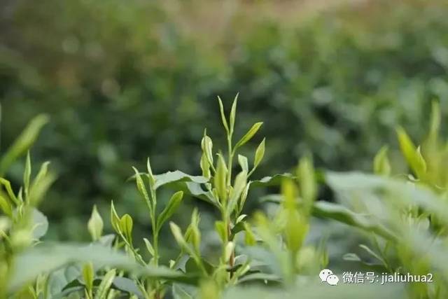 为黄山区太平猴魁茶产地所特有的茶树品种,属灌木型,大叶类,中芽种.