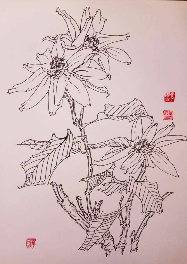 钢笔花卉白描达人叶志军先生的钢笔画分享