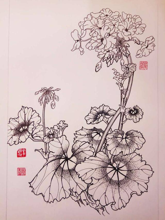 钢笔花卉白描达人叶志军先生的钢笔画分享