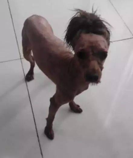 没有对比就没有伤害!泰迪美容前后对比照 ,堪称