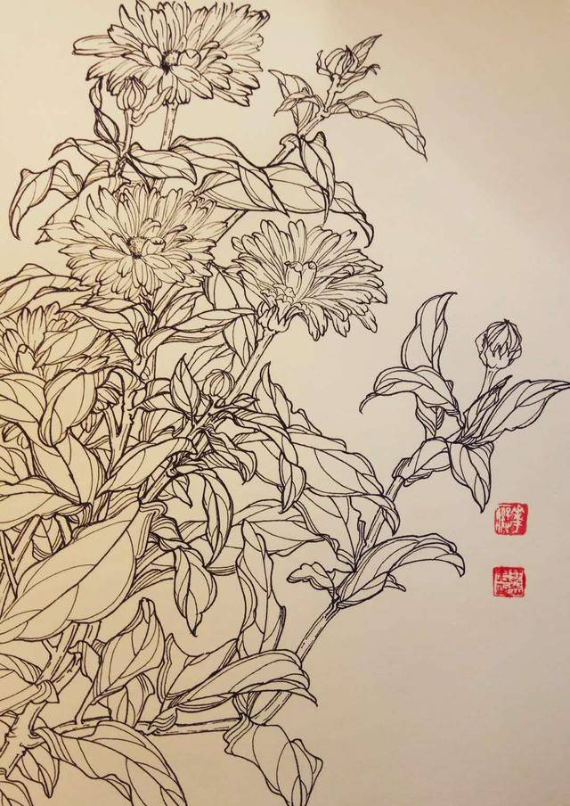 钢笔花卉白描达人叶志军先生的钢笔画分享