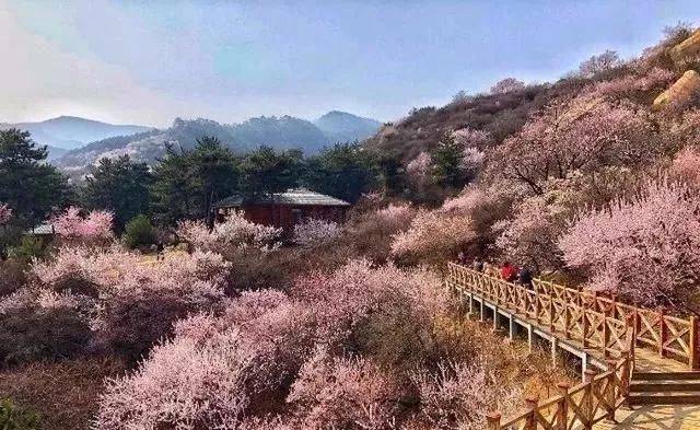 太原桃花沟景区 在太原,去桃花沟赏花是春天最美好的