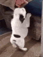 搞笑gif:让你们看看哥哥的纹身,现在怕了吧!