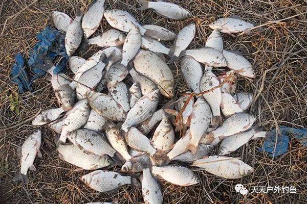 详解无子线调漂方法,野钓走漂闹小鱼,就用这一