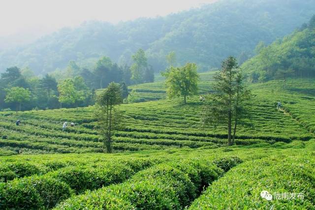 陇上江南千年茶乡 | 文县这个地方出好茶!茶香,景美,醉人