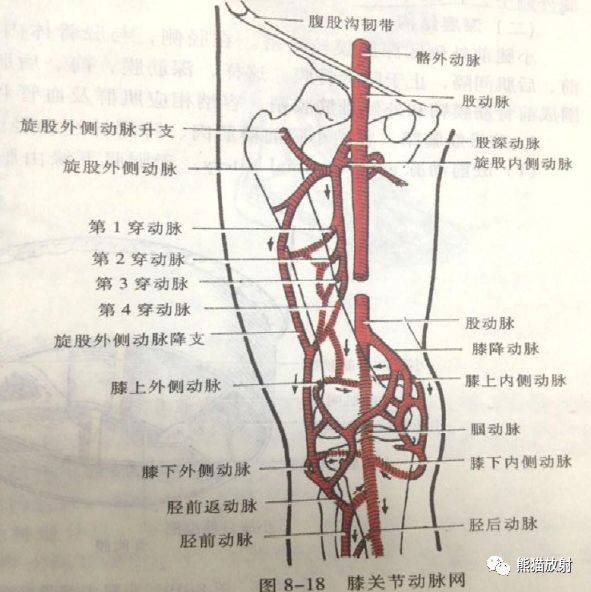 最全下肢血管系统解剖及cta