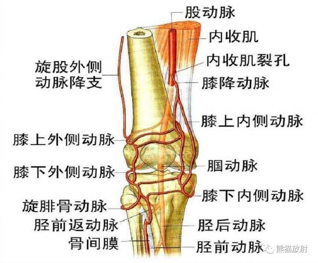 最全下肢血管系统解剖及cta