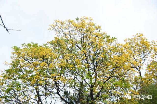 一树树的黄花悠然开于高高的顶上,这是豆科盾柱木属的银珠peltophorum